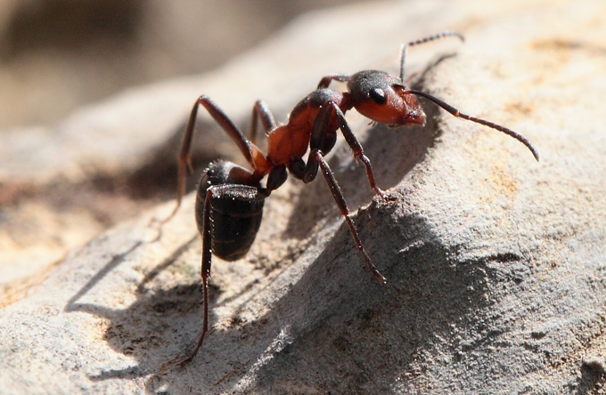 Formica pratensis